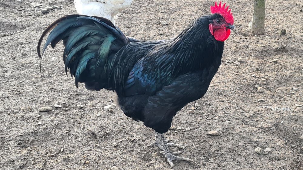 Cocoș Australorp