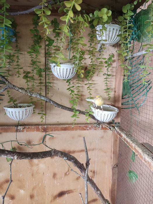 Канарейки и папугаи