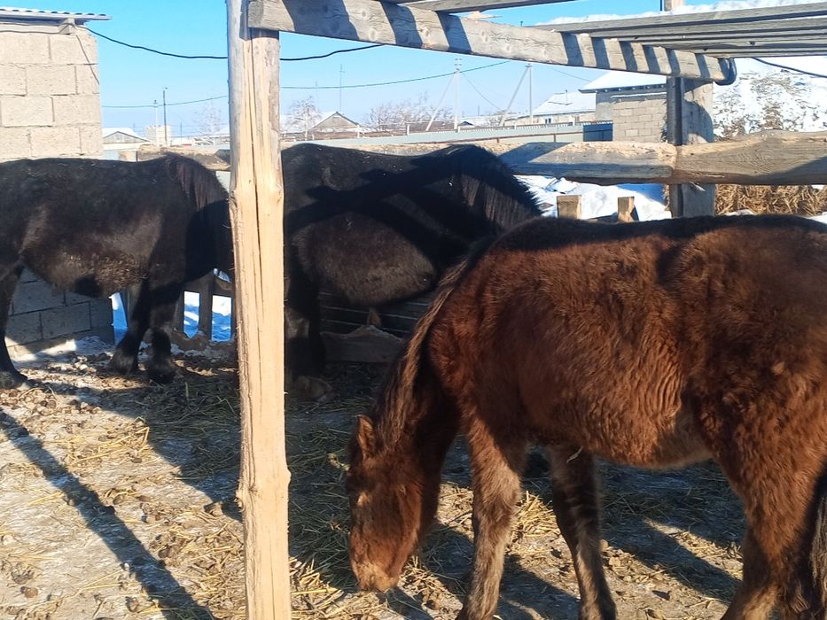 Жабагы, Сауын бие сатылады Белесте