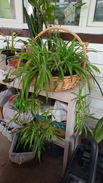 Цветы комнатные растения