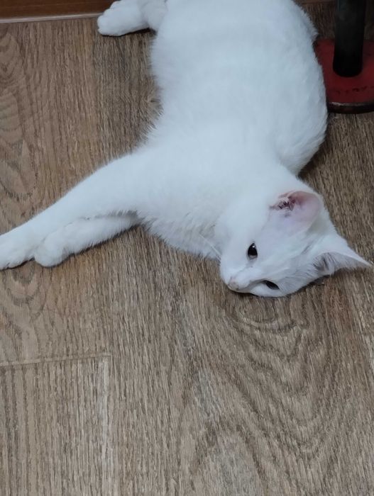 Стерилизованная 7 месячная кошка