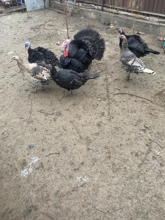 Индюки 2 года продается