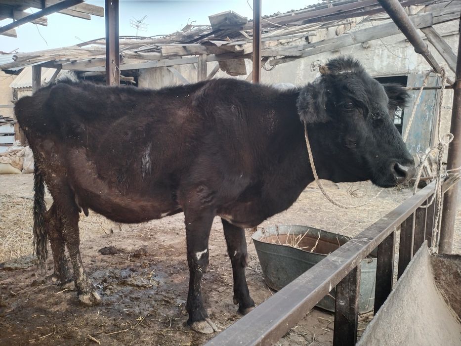 Inak sotiladi yeb ichiga javob