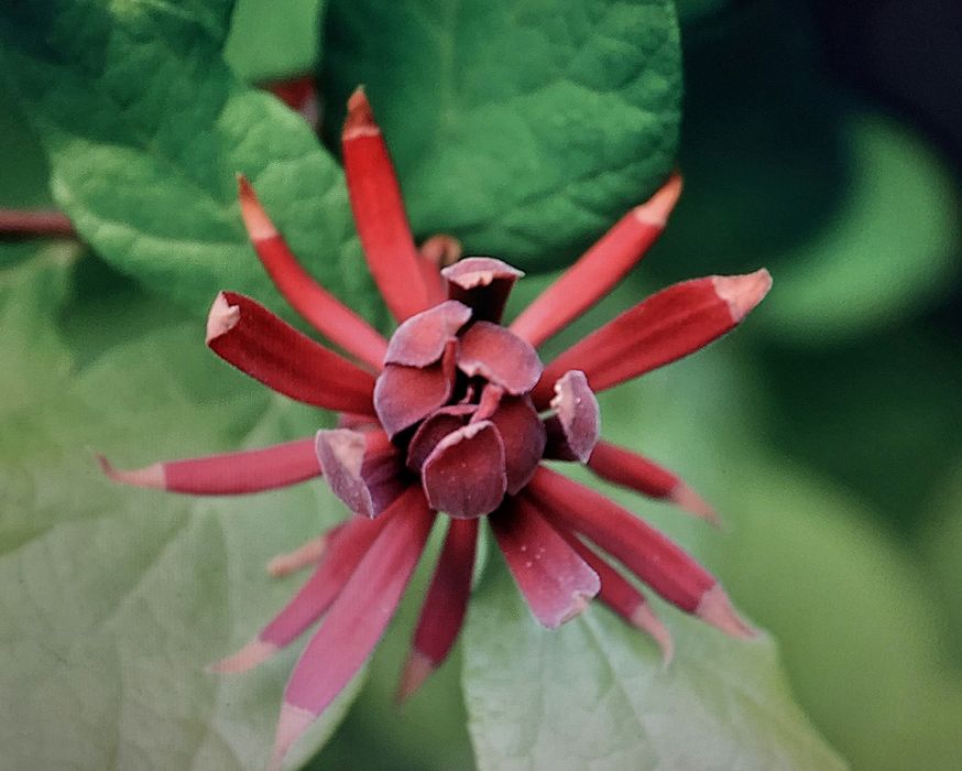 Obiectiv nikon dx 16 85mm af-s g vr ed