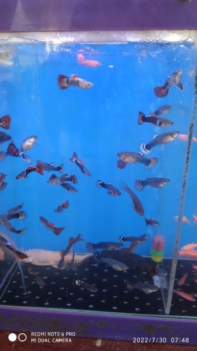 4 sm dan 10 sm gacha astranotusla bor guppi 4 hil qora . Ispanka. Albi