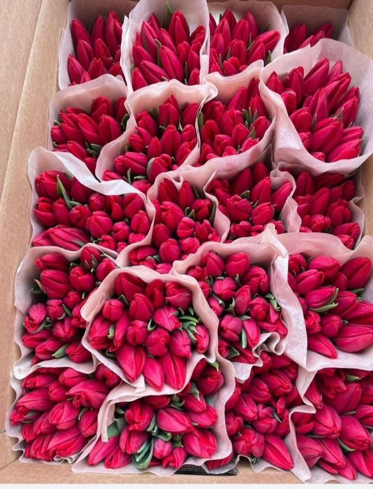 Тюльпаны цветы .