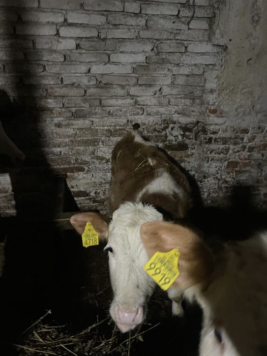 Vand 5 taurasi si o vitea