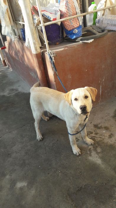 Продажа мебели и собаки