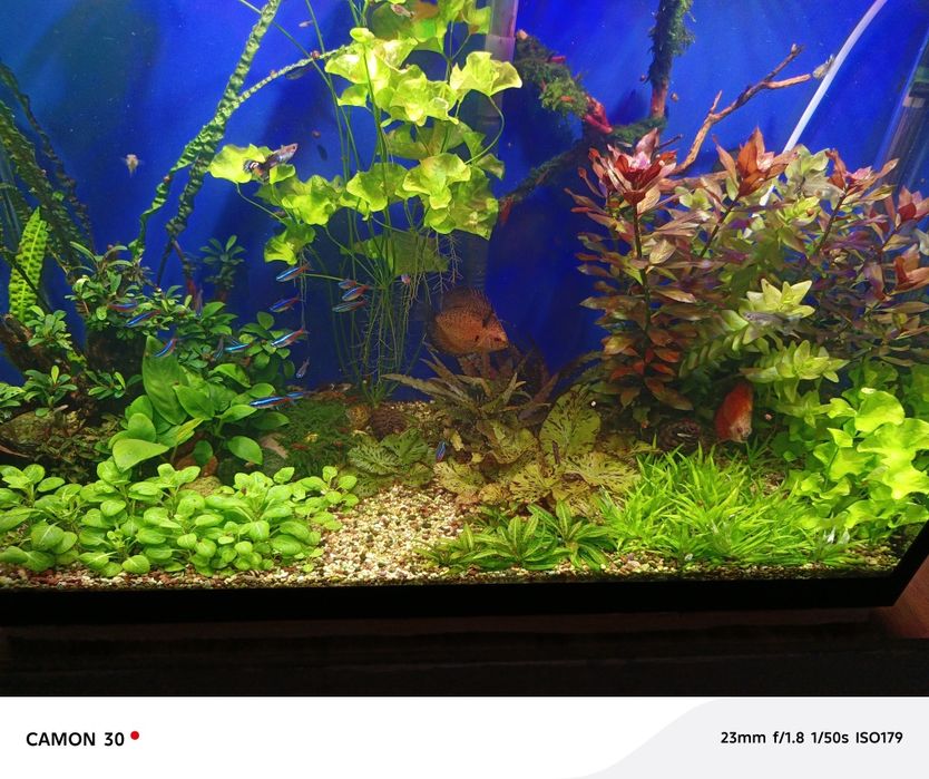 Нимфея тигровая и другие растения