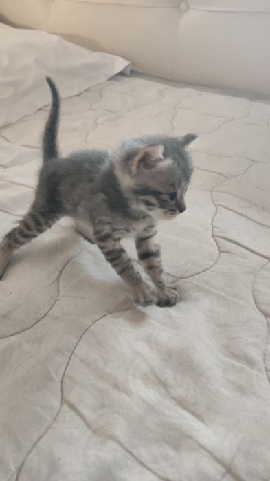 Кошка шотландии вислоухая