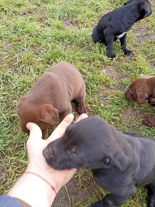 Малки питбулчета ПОДАРЯВАТ СЕ