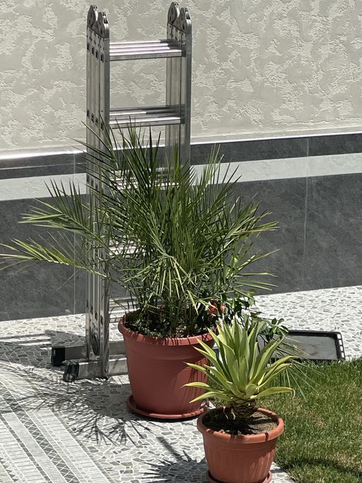 Агава, лимон, шефлера, фикус, традесеанция, хлорофильтрум, кактус