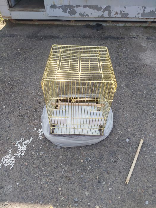 Клетка залатистая