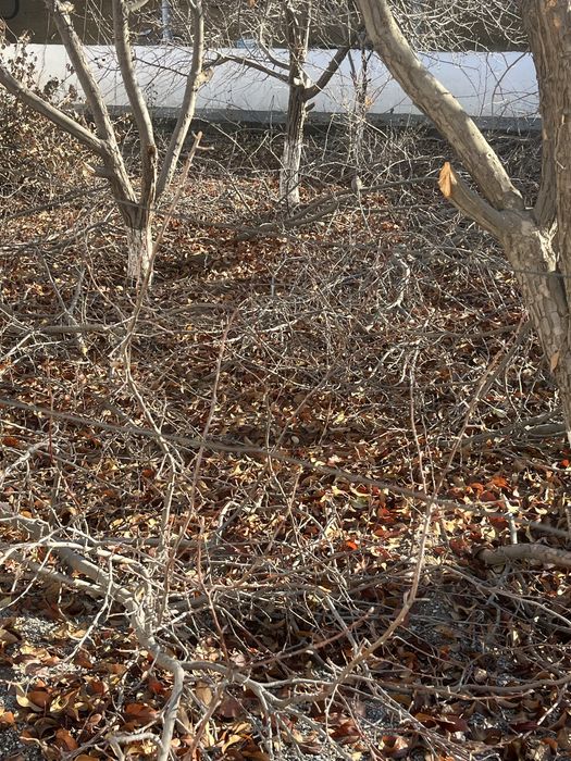 Отын, деревья бесплатно