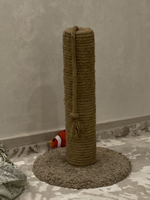 Трехлапый черный котик