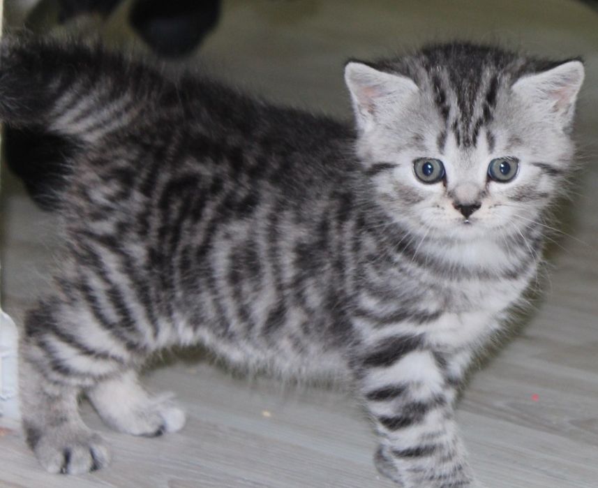 Шотландские котята