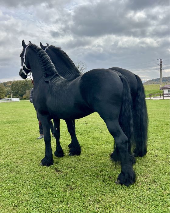 Friesieni Pereche Armăsari Frizieni Frizian Friz