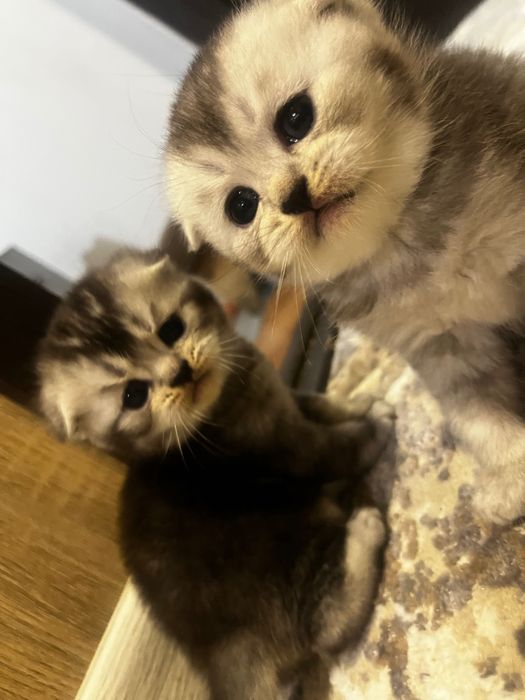 Продам котят скоттиш фолд