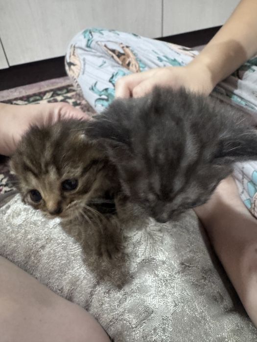Принимаю бронь на котят