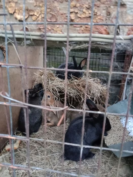 Продам кроликов возраст разный