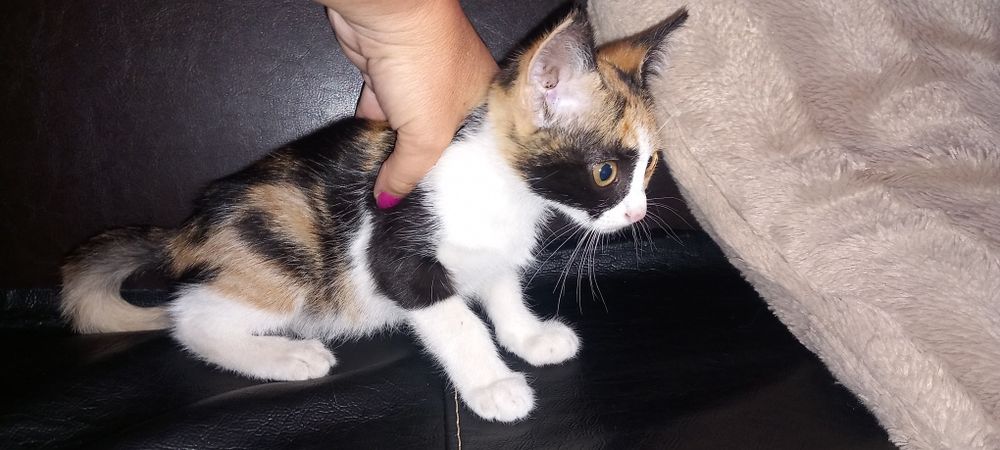 Подарявам Котенца