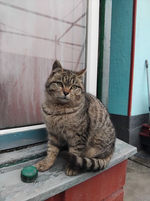 Отдам маленького котенка