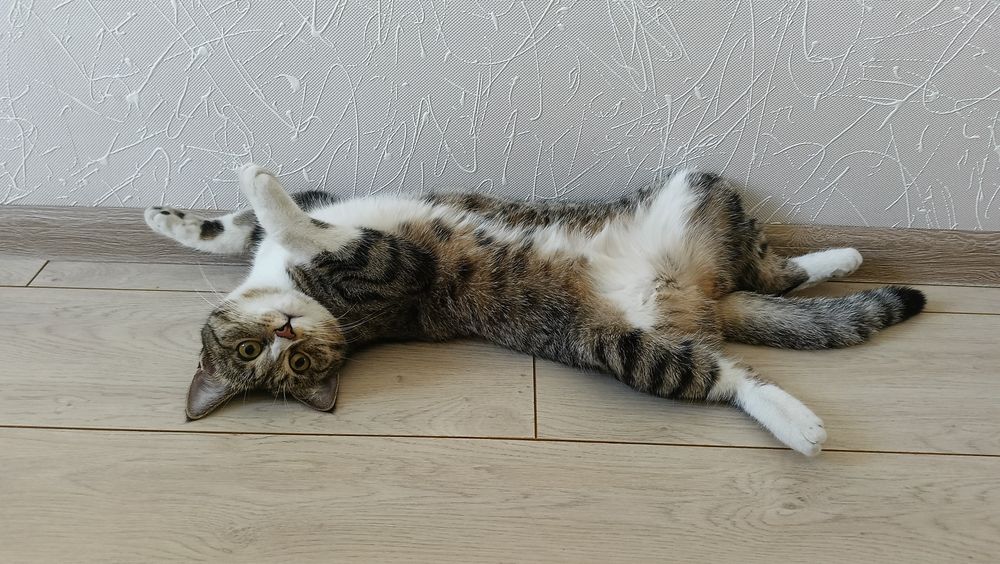 Отдам в добрые руки кошку