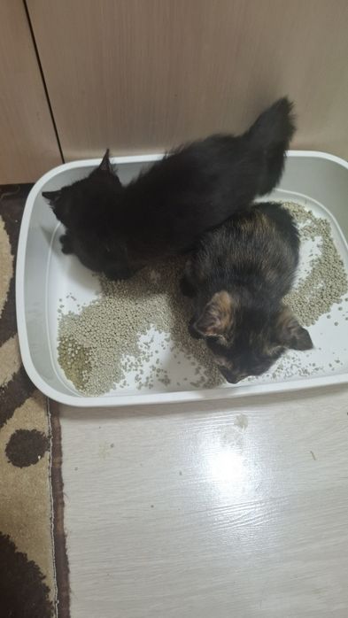 Отдам двухмесячных котят,  чёрного котёнка и кошечку