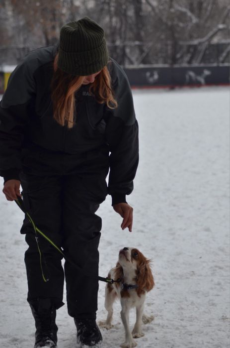 Кинолог/Дрессировка собак