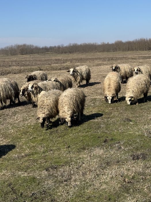 Vând 30 oi de rasă Breze