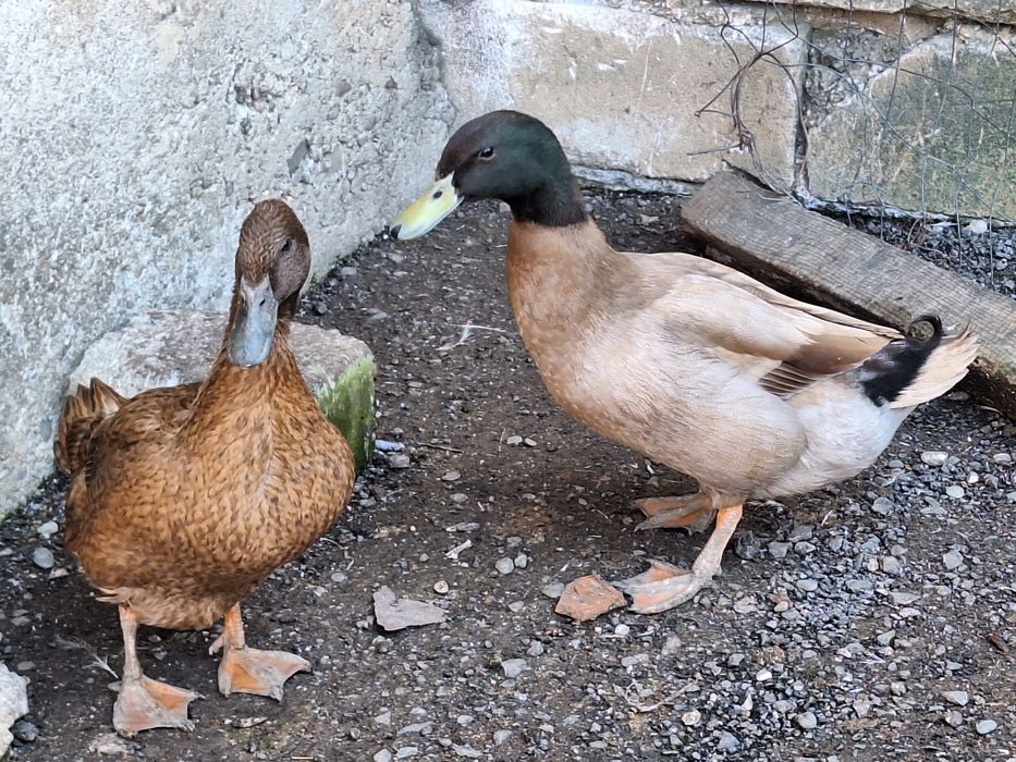 Ouă rață khaki Campbell pentru incubat linie Italia