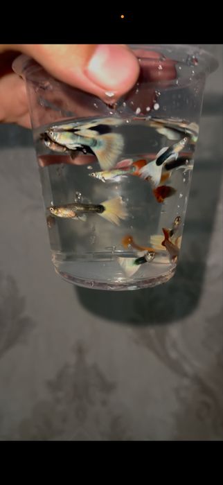 Guppi baliqlari