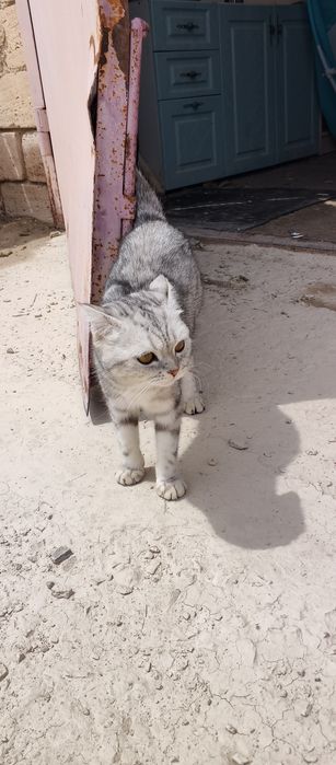 Шотландский кошка