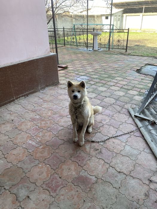 Акита ургочи 1.5 йош зот оламан деганларга