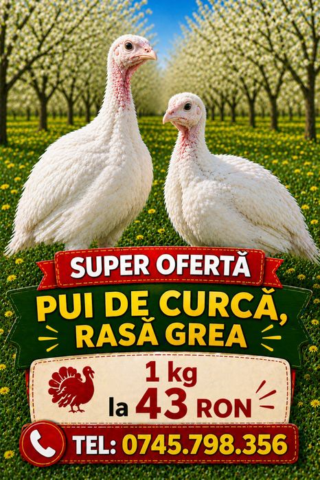 DIRECT DIN HALA! Pui de curca, rasa grea (ating 30 kg)