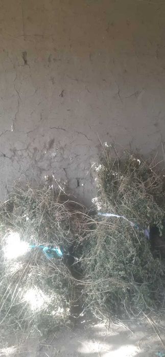 Беда боглам 400 тача бор