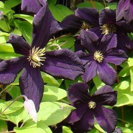 Climatis (Diferite culori )