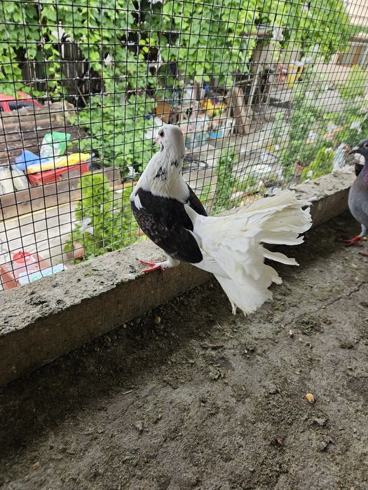 Schimb 5 rotari cu o pereche de kingi