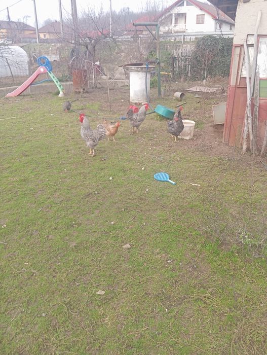 Găini plymouth rock