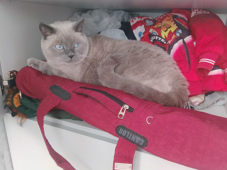 Отдам даром кота в хорошие руки