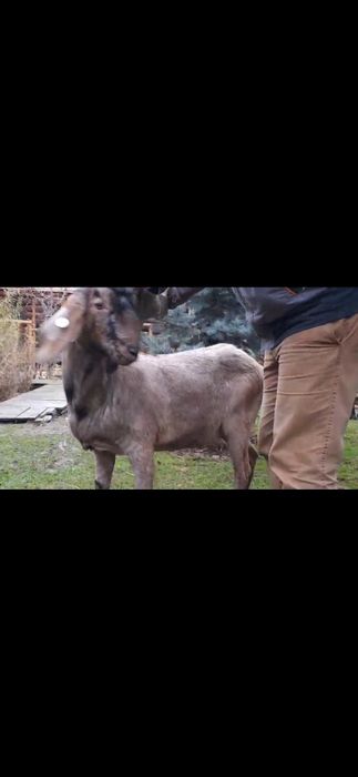 Vând țap ANGLO Nubian cu Pedigree