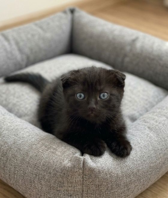 Вислоухие котята