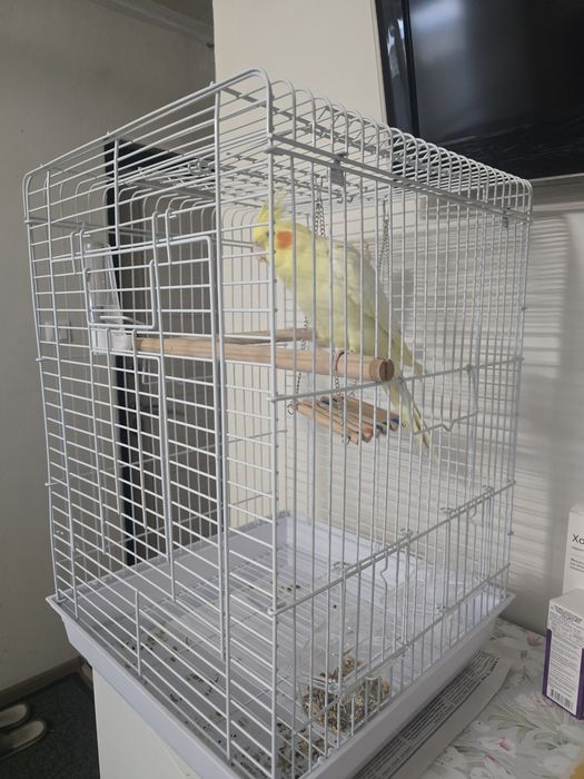 Попугай Корелла продаётся