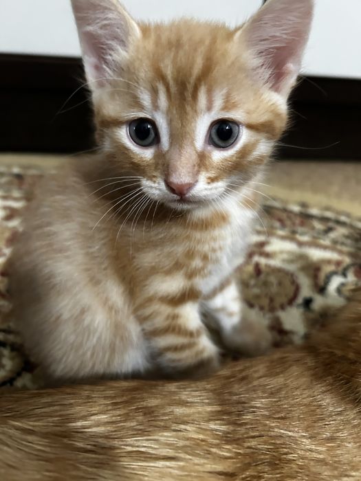 котята