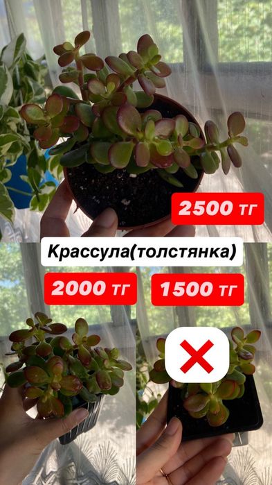 Комнатные цветы.