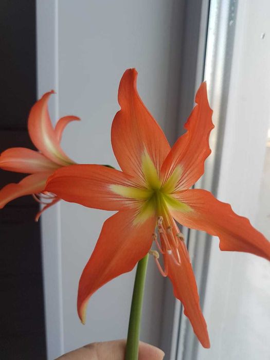 Продам луковицы гиппеаструма