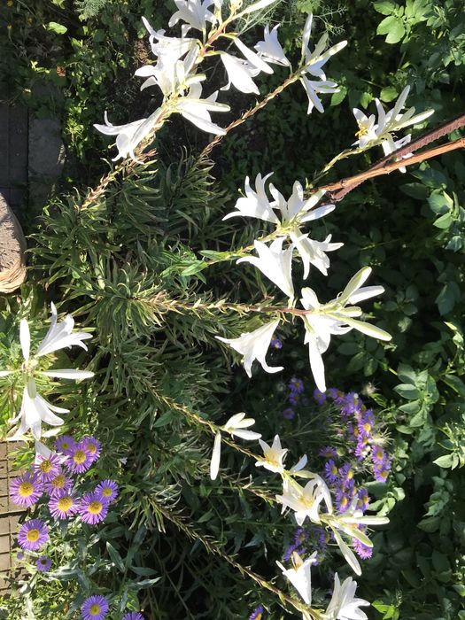 Градинско цвете бял Лилиум - бял Крем Lilium candidum