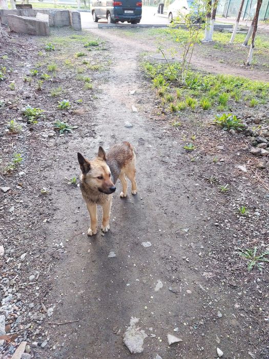 Найдена собака, похож на лайку