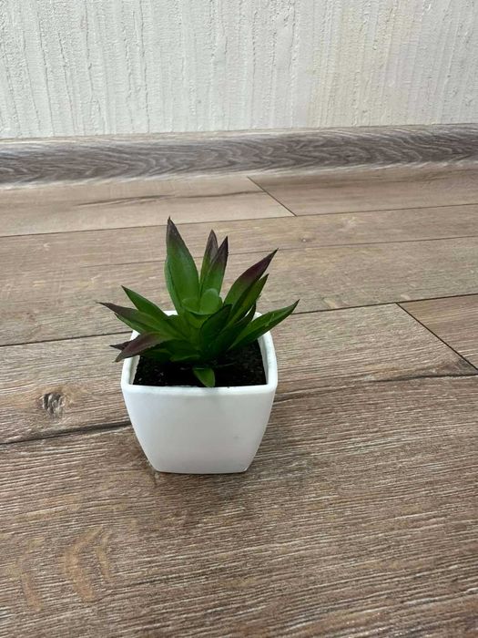 Декоративни растения