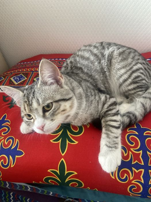 Продаеться британский кот.